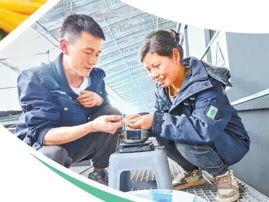 张掖市丰森养殖农民专业合作社工作人员察看南美白对虾的生长情况　新甘肃&middot;甘肃日报通讯员　王将