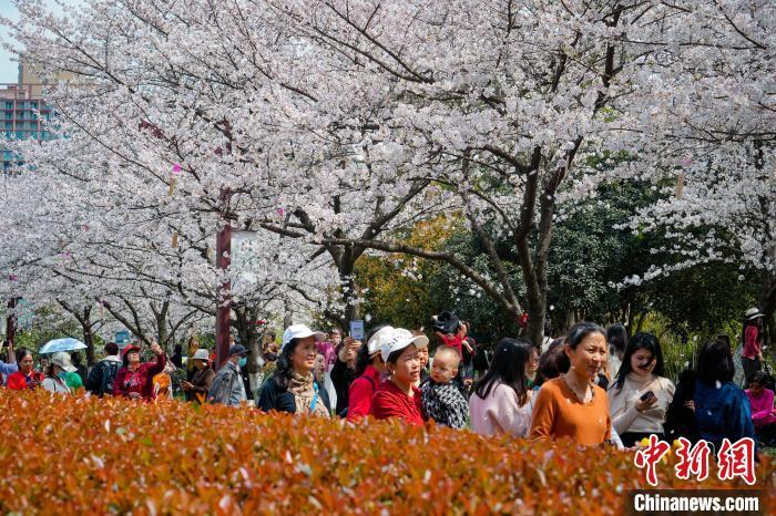 图为游客在堤角公园赏樱。　吴淘淘 摄