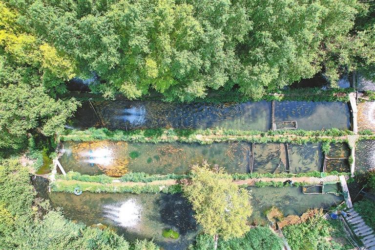 夏日的临泽县沙河镇虹鳟鱼养殖基地（资料图）新甘肃&middot;甘肃日报记者　侯洪建