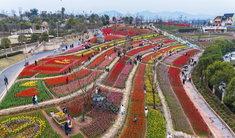 春日盛会萍乡安源区百万株郁金香争奇斗艳