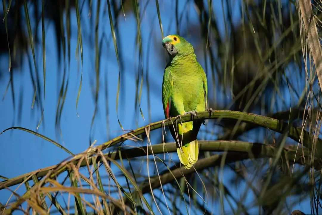 大自然才是它们的家