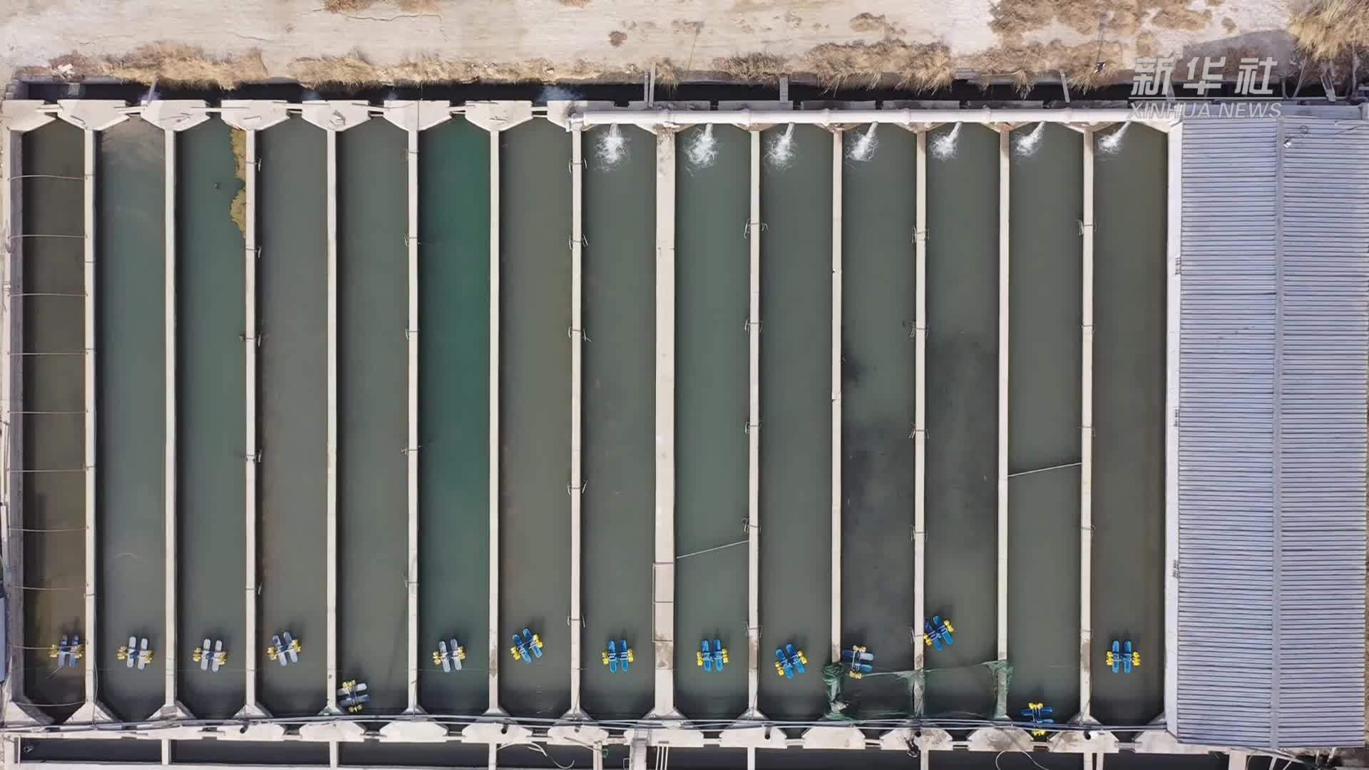 新疆和静县冷水鱼丰收