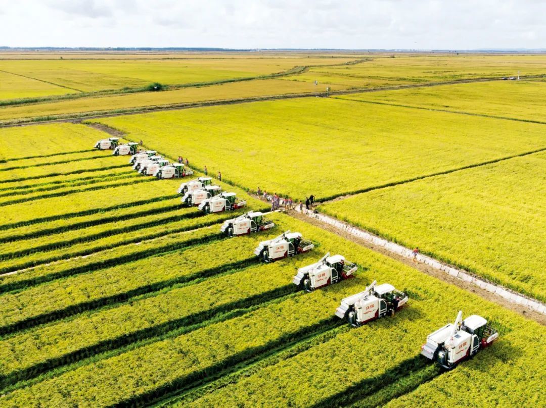 2020年9月22日，黑龙江富锦市万亩水稻公园内的开镰仪式。图/新华