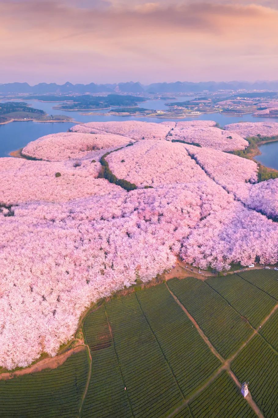 万亩樱花园。影相/周睿曦