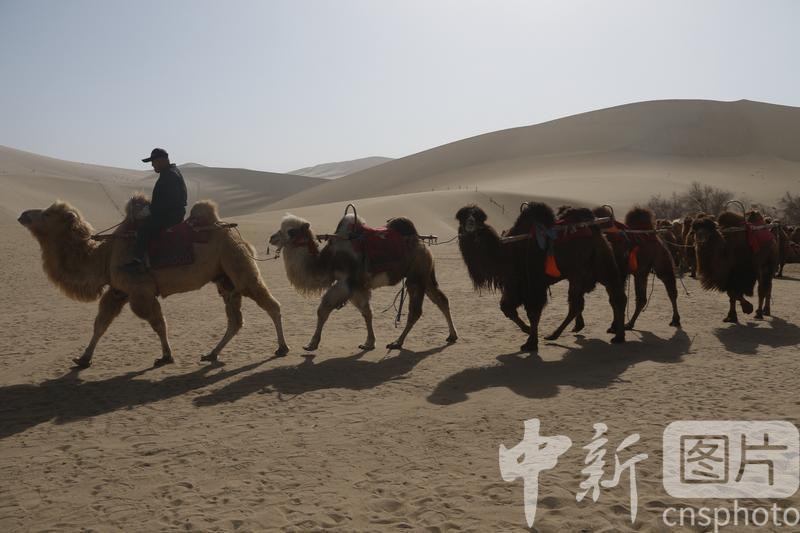 2024年3月18日，农户在甘肃省敦煌市鸣沙山月牙泉景区驼运线路上训练骆驼，让其熟悉驼运线路。