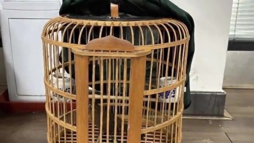3人模拟鸟叫声诱捕4只画眉鸟被拘