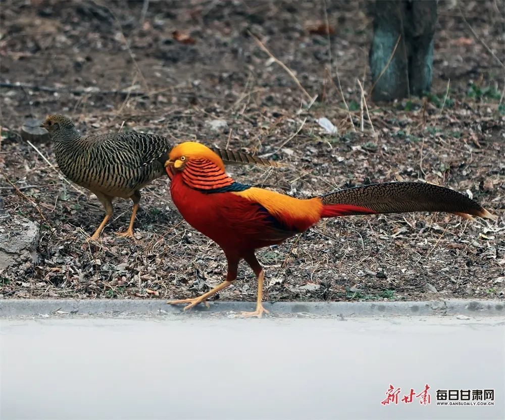 灵台县森林公园 薛亚平 摄