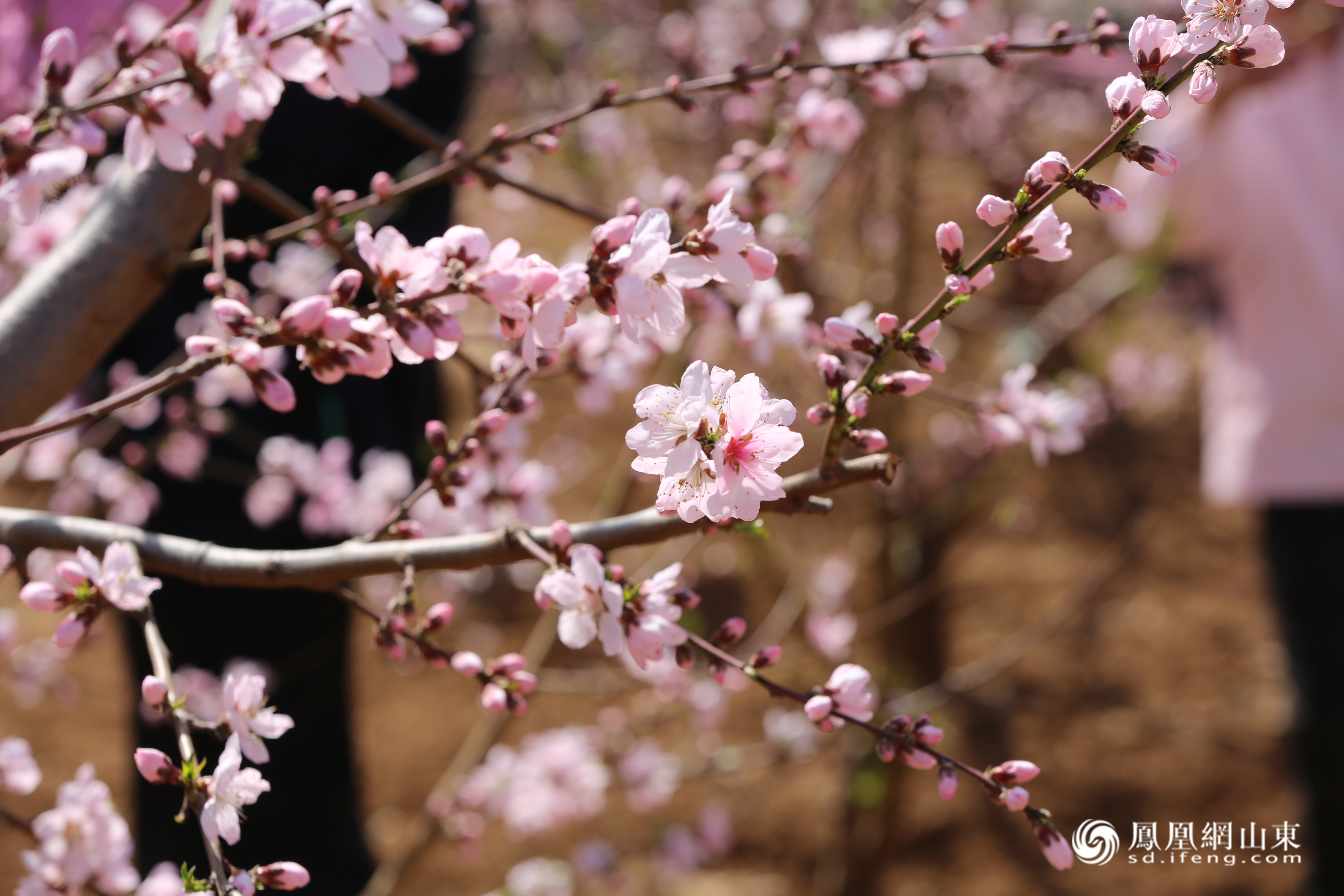 肥城市第二十三届桃花节·仪阳桃花游暨“桃之夭夭”仪阳春日花朝节启幕