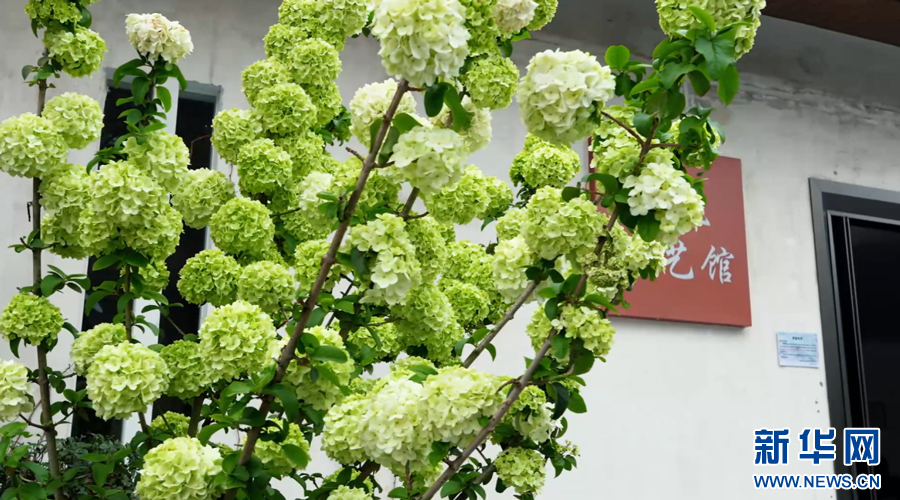 婺女州度假区的绣球花。新华网发