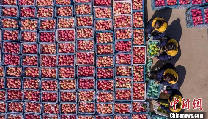 　产自渭南的苹果“整装待发”，供往全国各地。资料图 彭一鹏 摄