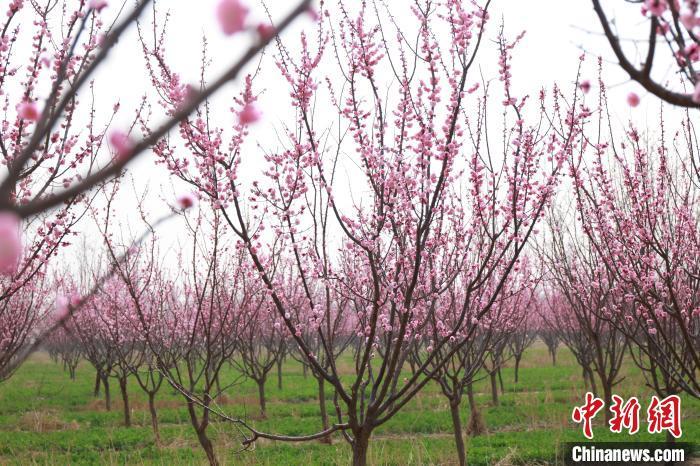 3月28日，桃城区一梅花种植基地一角。尚长治摄