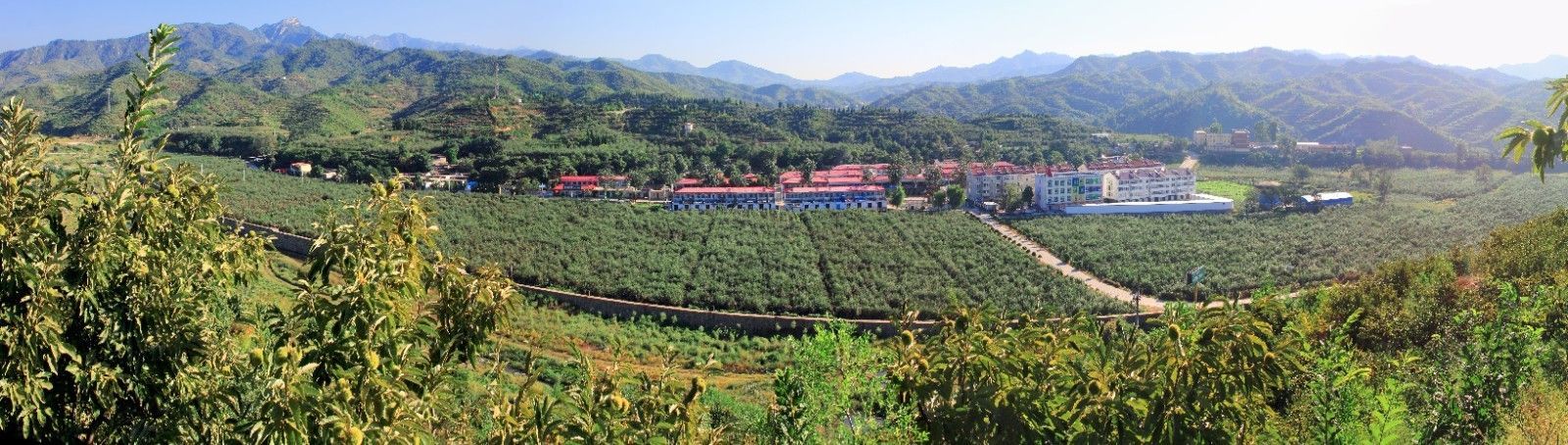 ↑岗底村是全省闻名的苹果种植专业村，以苹果树为代表的经济林木染绿了太行山深处。籍明泉 、齐兴朝摄.jpg