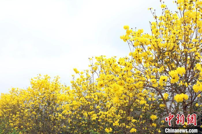 广西侨乡容县黄花风铃木盛开引游人
