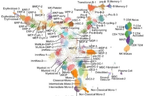 科学家绘制出迄今最详细人类血液干细胞图谱。图片来源：辛辛那提儿童医院