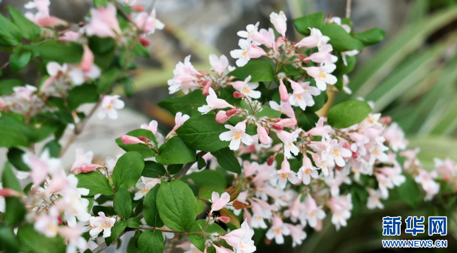 江西上饶婺女洲度假区的桃花、海棠、绣球花等春花悄然绽放，美不胜收。新华网发