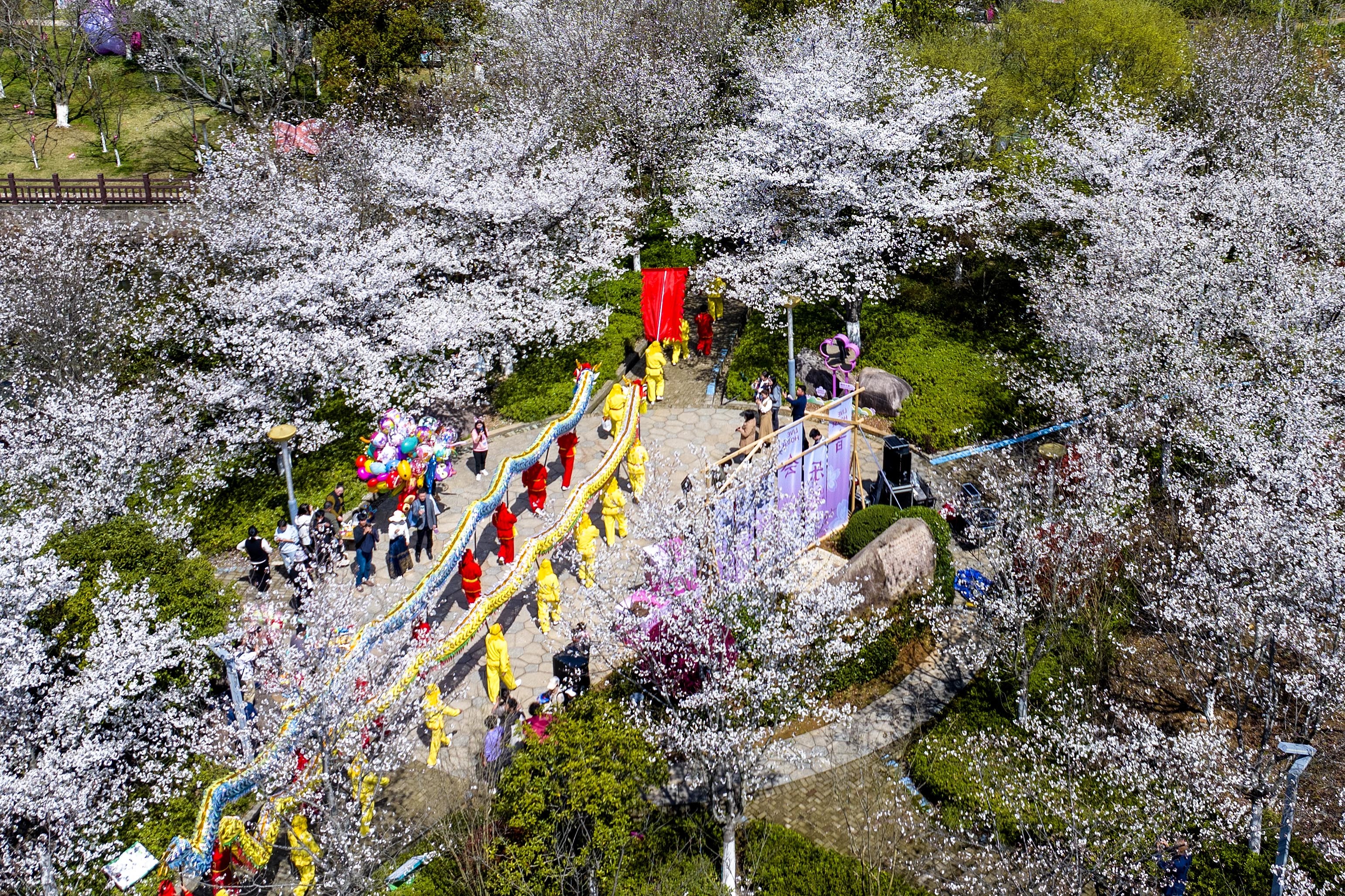 宁海：以花为媒 近百名国际人才相聚第五届桥头胡樱花节