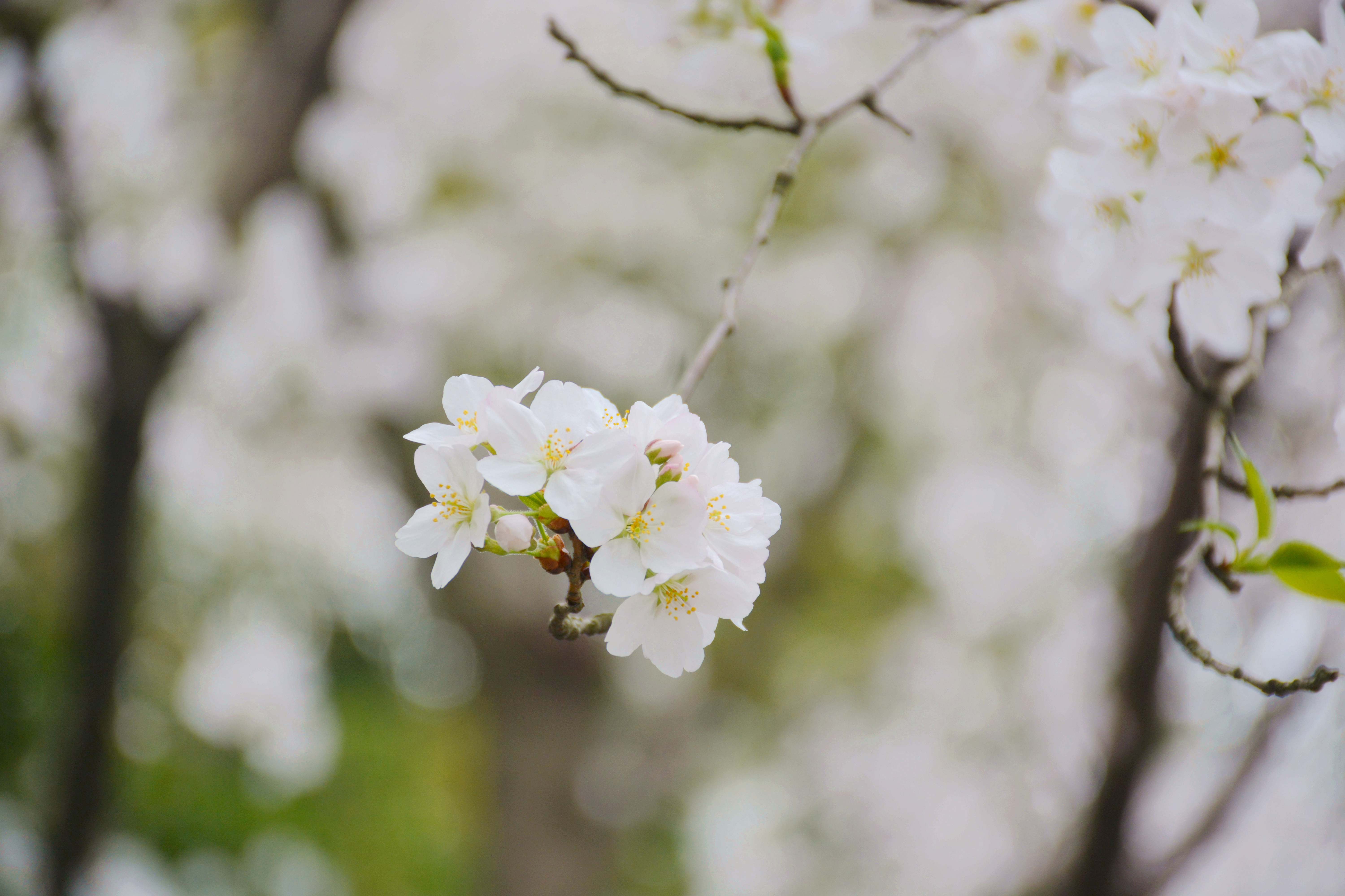来江北赏花！阳春三月樱语时，岁岁花开树树春