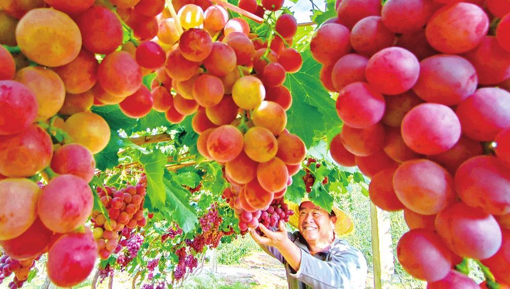 兰州市经济作物试验推广站千亩园区里，村民正忙着采摘葡萄。