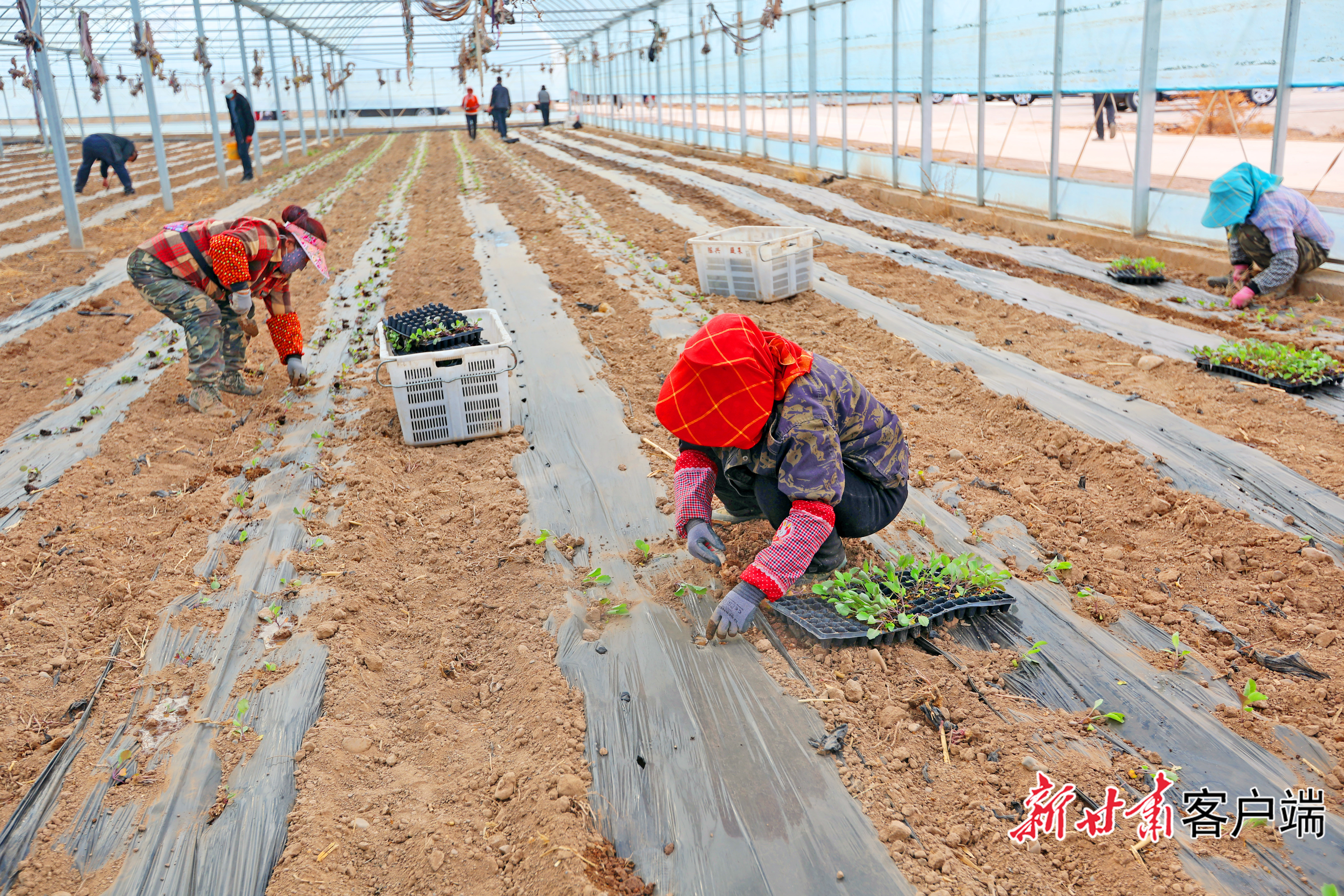 12万亩蔬菜育苗护苗移栽忙　临泽县高原夏菜从这里走出