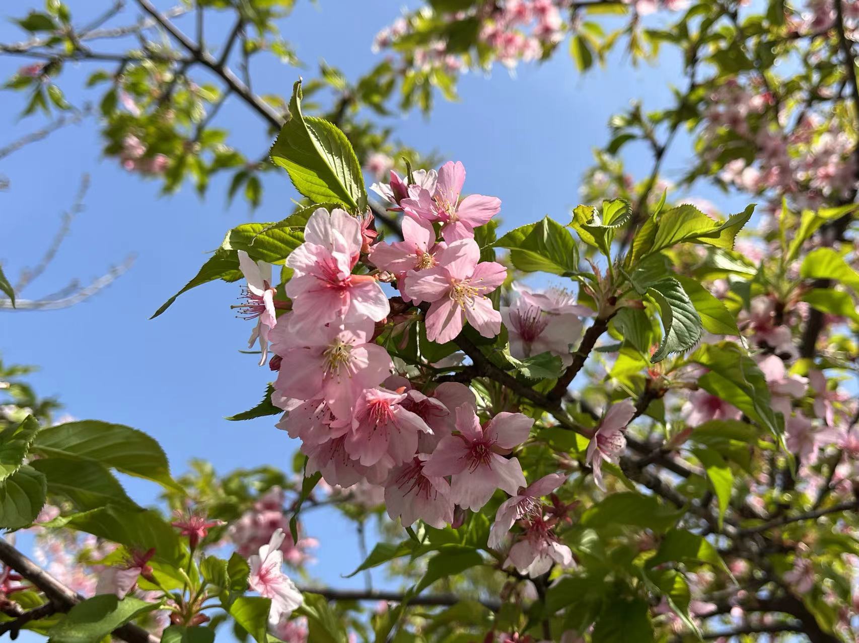 长三角（苏州）樱花主题公园内早樱已盛开