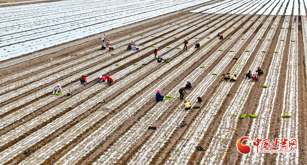 3月22日，甘肃省张掖市高台县供港蔬菜基地上，菜农们正在移栽定植蔬菜苗。