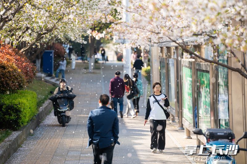 微风吹过，樱花随风飘落在空中，路过的市民看到此景激动不已。均为 长沙晚报全媒体记者 邹麟 摄