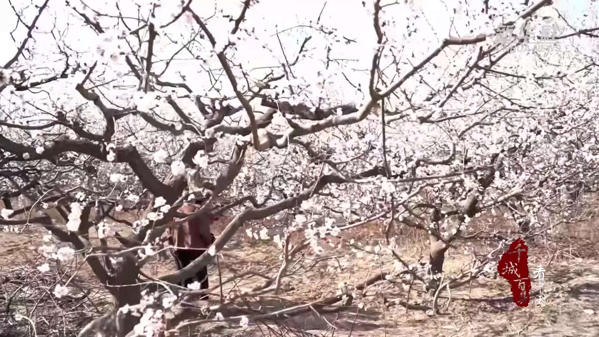 千城百县看中国｜河北巨鹿：杏花盛开引客来