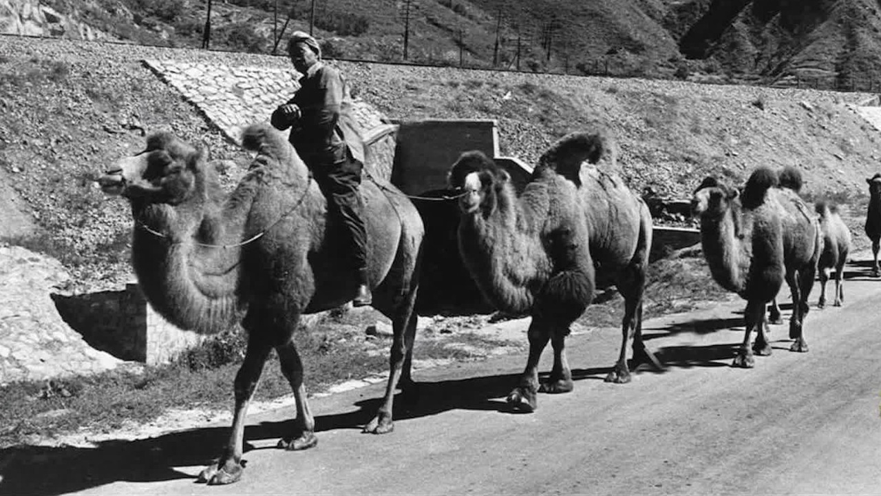 “骆驼客”带给当地人的是生计，也是不断传承的吃苦耐劳、自力更生的精神