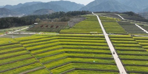 浙江磐安：荒山荒地变千亩药田凤凰网新三农_凤凰网