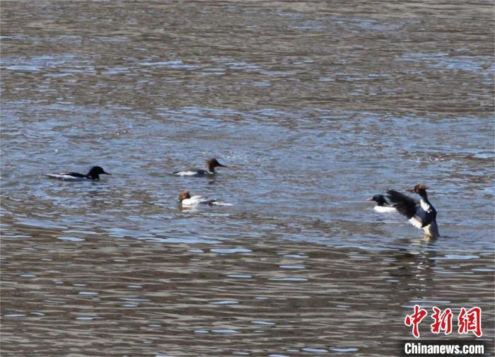 中华秋沙鸭在水中游弋。红石林业有限公司供图