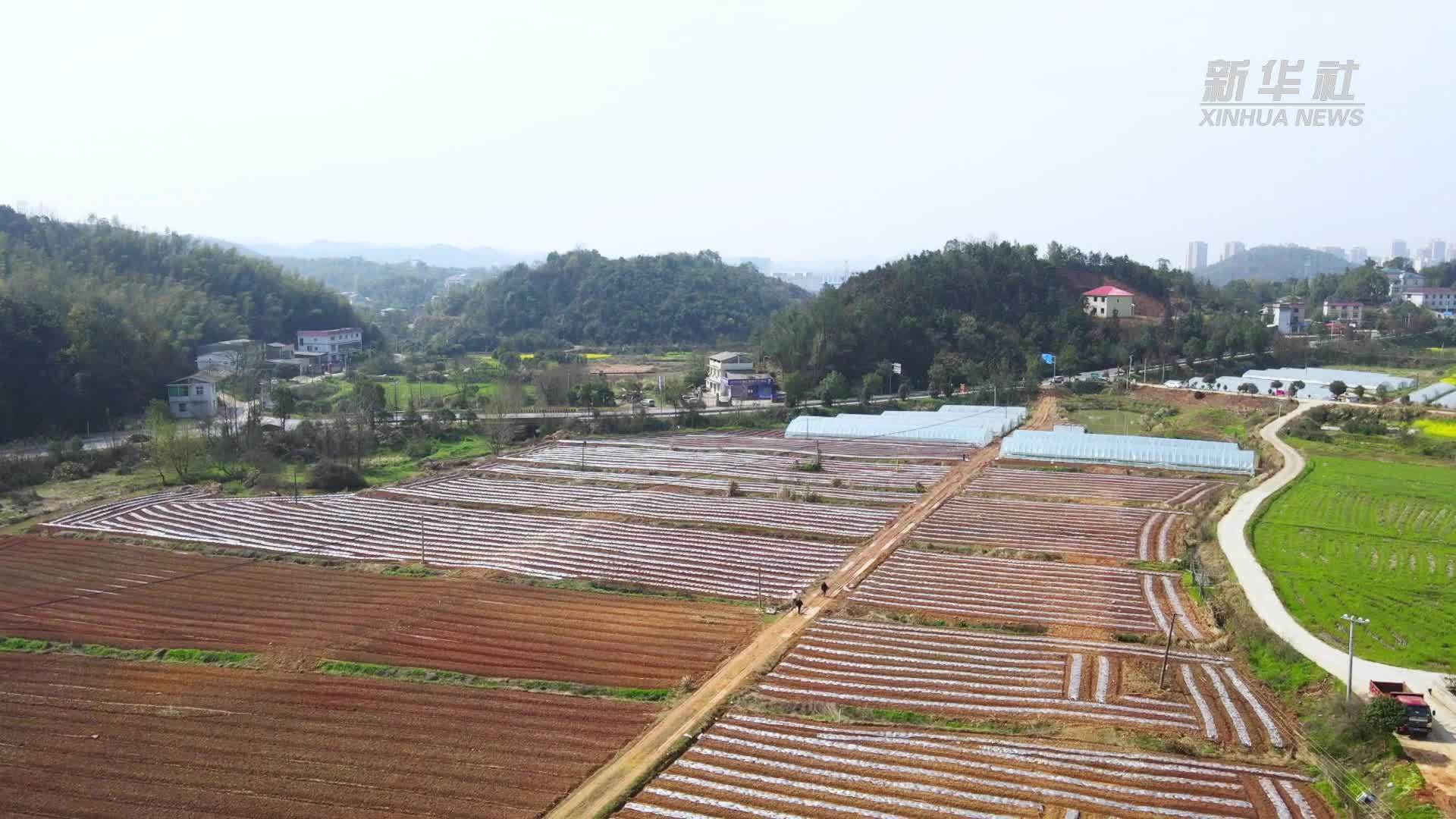 湖南荷塘：政企连心 多措并举备春耕