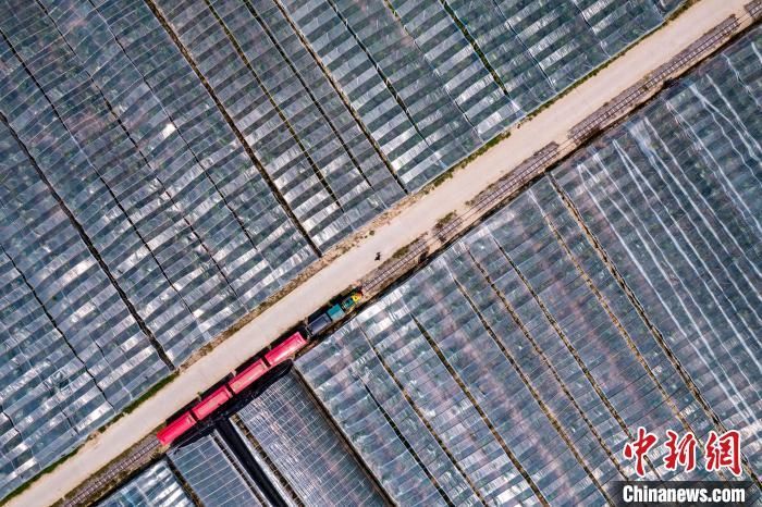 图为渭南当地的冬枣大棚。资料图 彭一鹏 摄