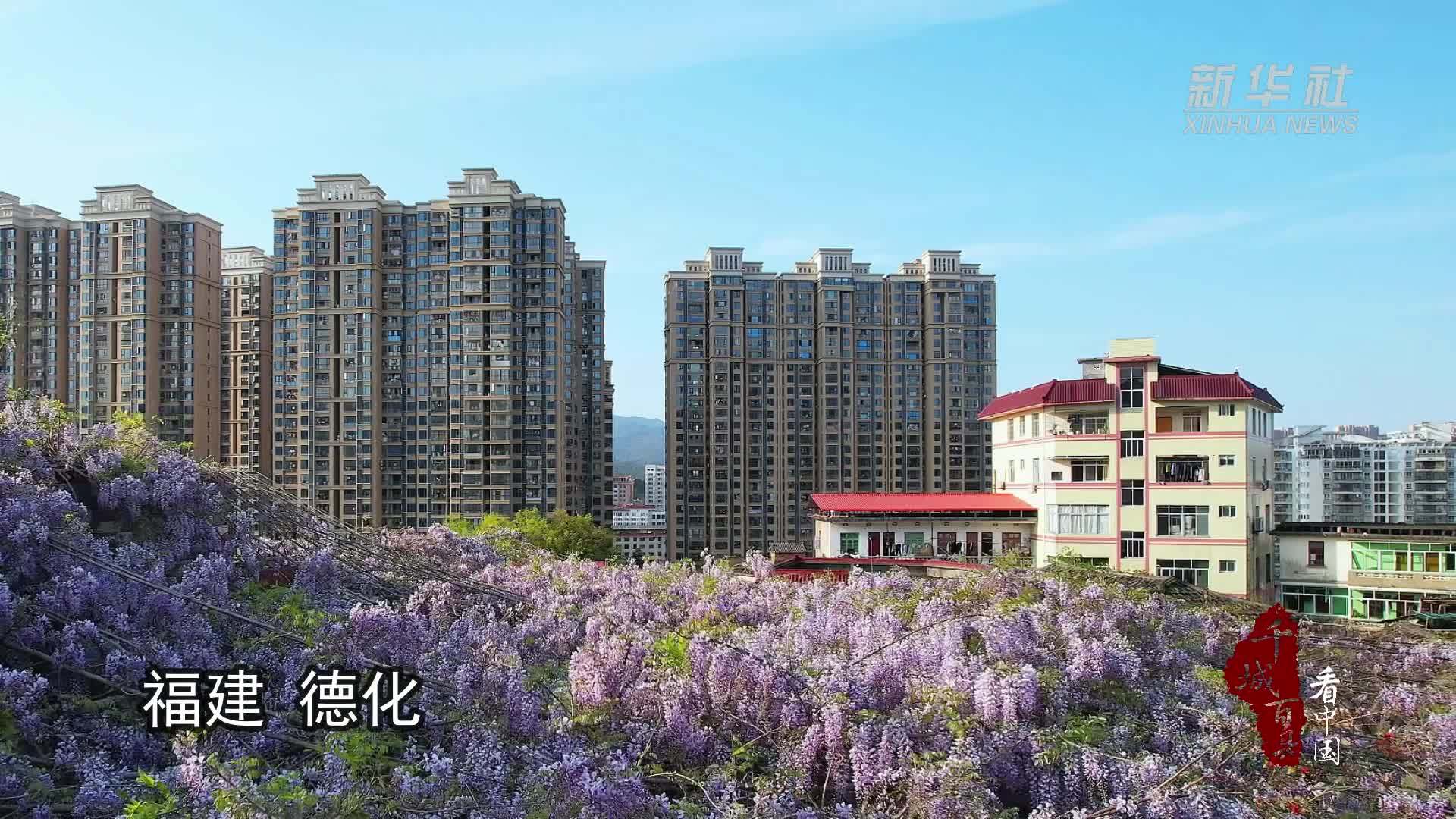 千城百县看中国福建德化紫藤花开如瀑