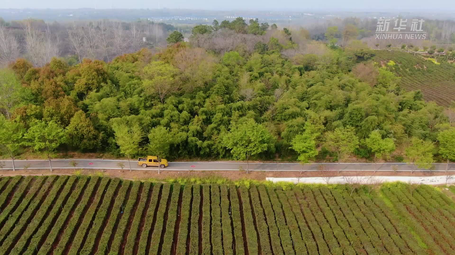 江苏扬州：送电上春山 茶香溢满园