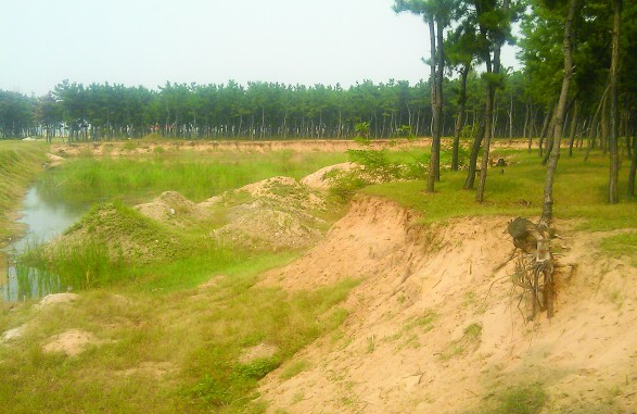 铅山鹅湖镇江村信江河岸60亩防护林被挖村民担心汛期安全