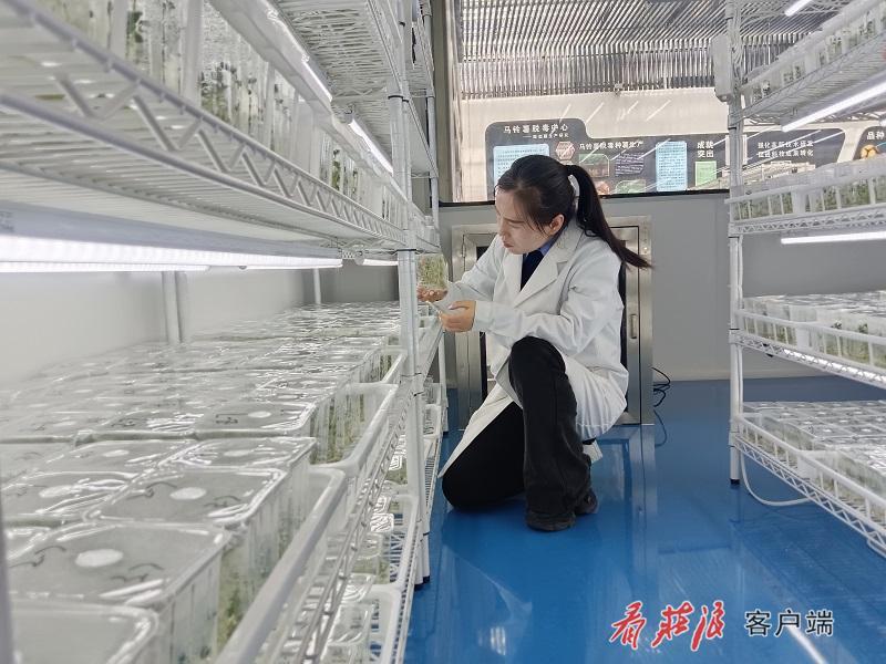 品种和我们庄浪县农业技术推广中心自主选育的一些庄薯系列马铃薯品种