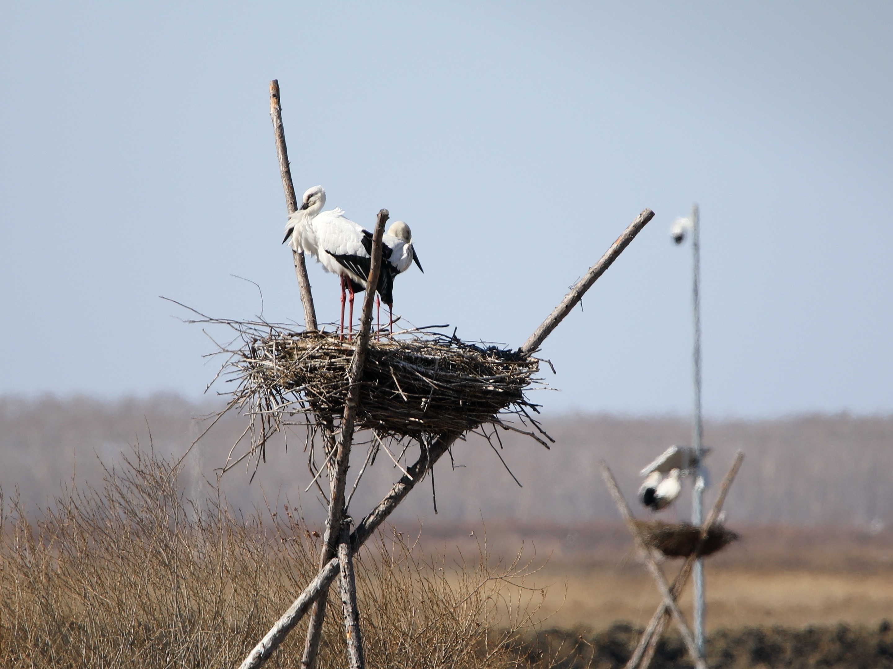 “鸟界国宝”东方白鹳云集嘟噜河省级自然保护区