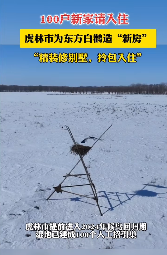 虎林：湿地人工筑巢 守护“回巢”的东方白鹳