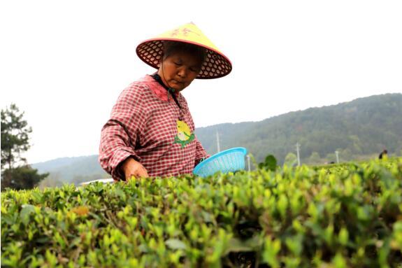 吉安安福县采摘明前茶实现稳定增收图