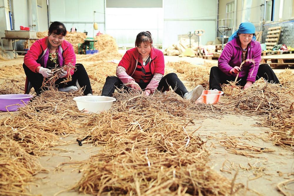 渭源县会川镇沈家滩村的村民正在对中药材进行分拣、去杂、精选