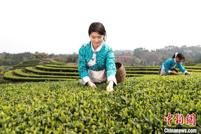 春茶采摘正当时 | 抢抓春时 各地明前采茶忙凤凰网新_