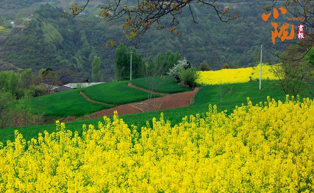 花染陇南满目春 青山绿水入画来凤凰网甘肃_凤凰网