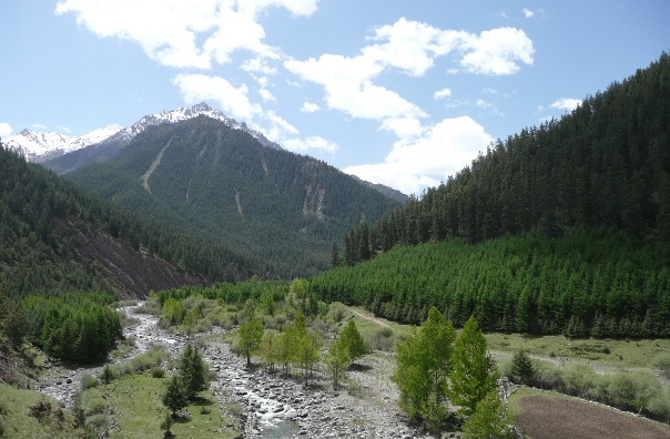 祁连山水源涵养林