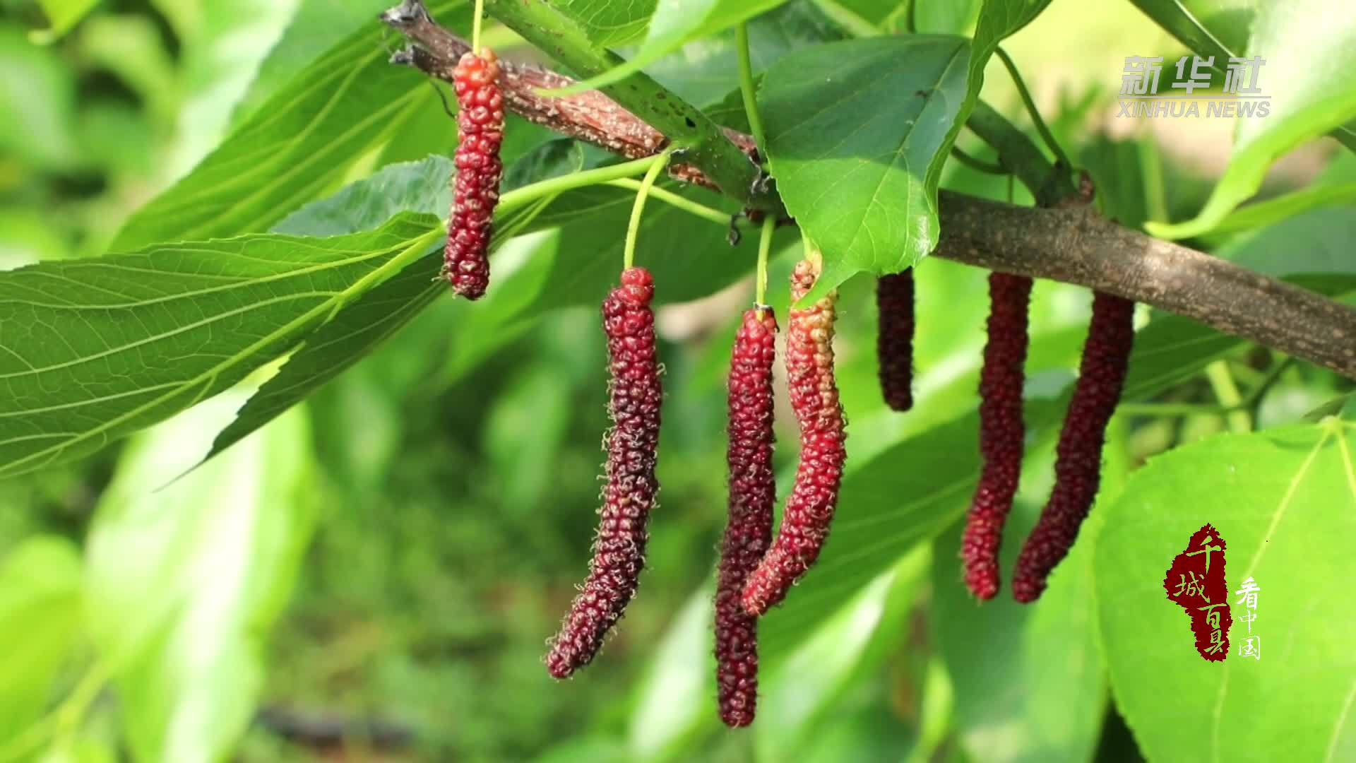 千城百县看中国｜河北涞水：小桑葚延伸出大产业链