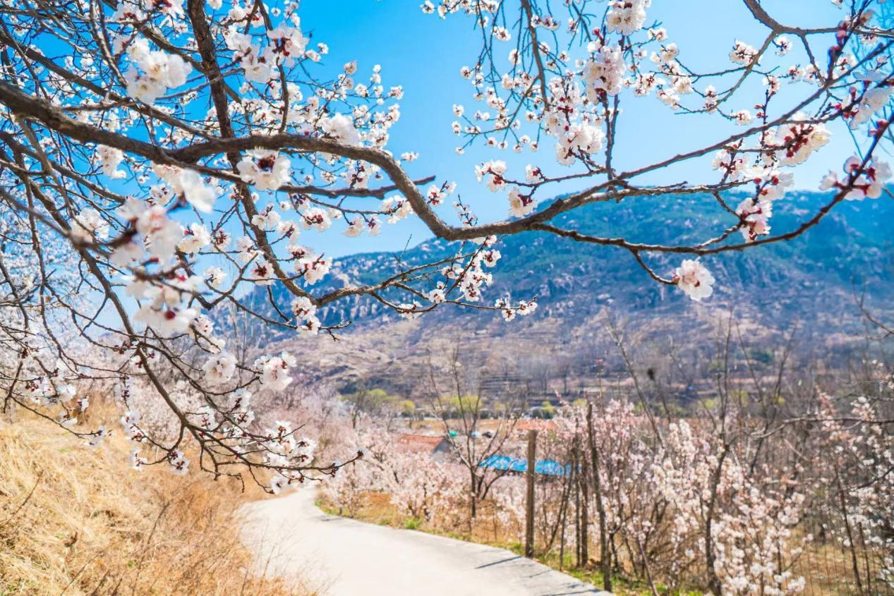 漫步于驼石沟，路两边的杏花竞相开放。薄林摄