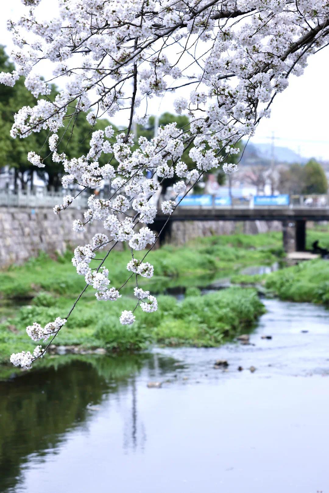花开一路惊艳半城是独属于奉化的春日浪漫