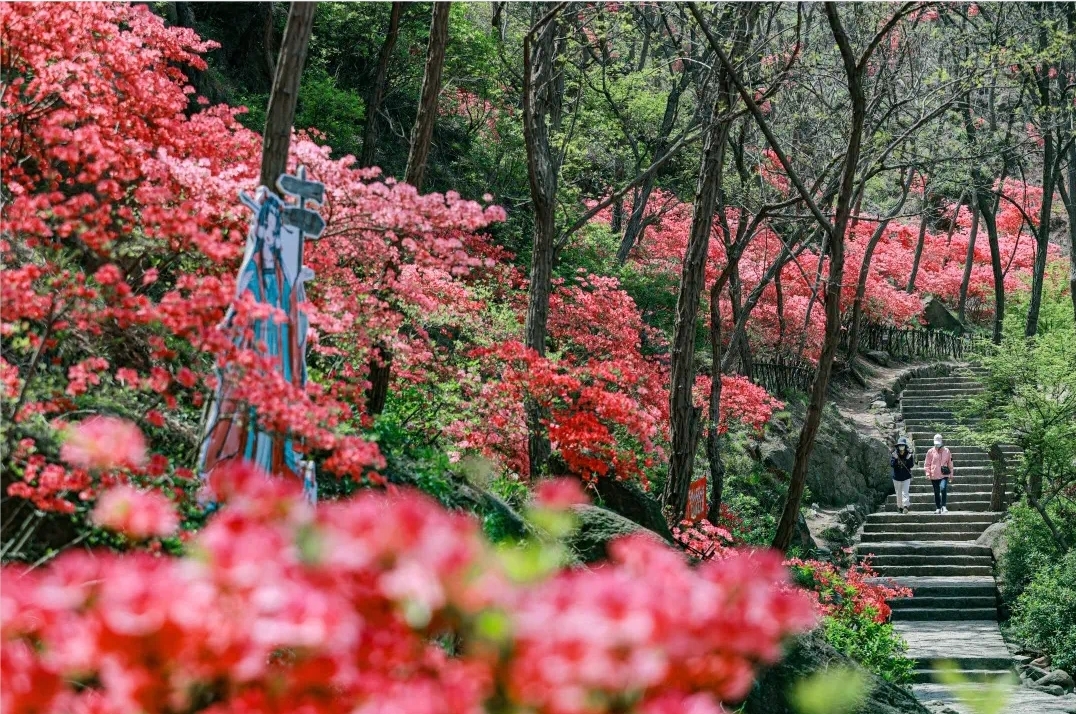 大珠山花期图片