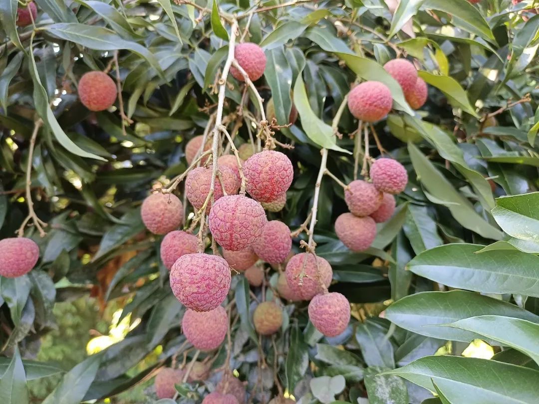 泸州合江县以产荔枝闻名。去年7月晚熟荔枝品种绛纱囊成熟，红彤彤的荔枝挂满枝头。