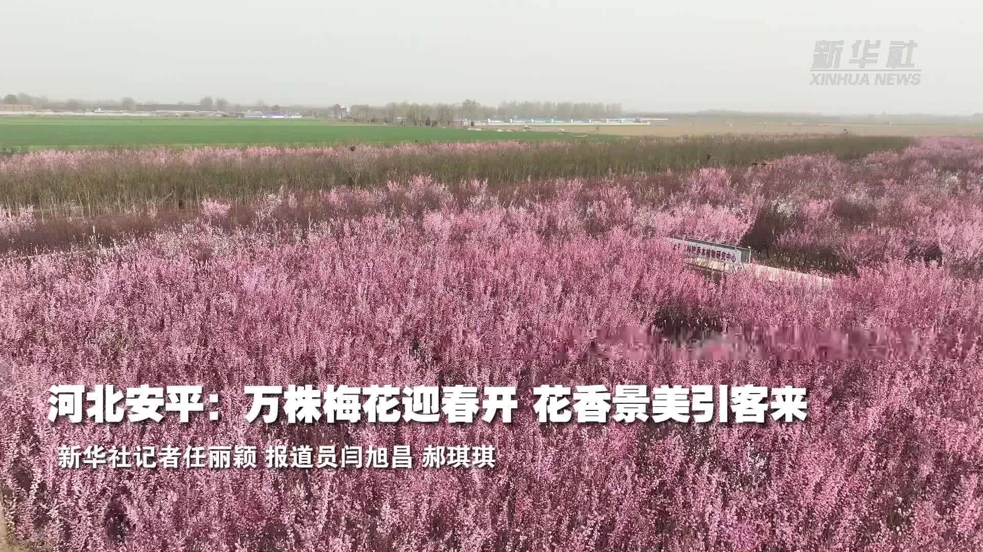 河北安平：万株梅花迎春开 花香景美引客来