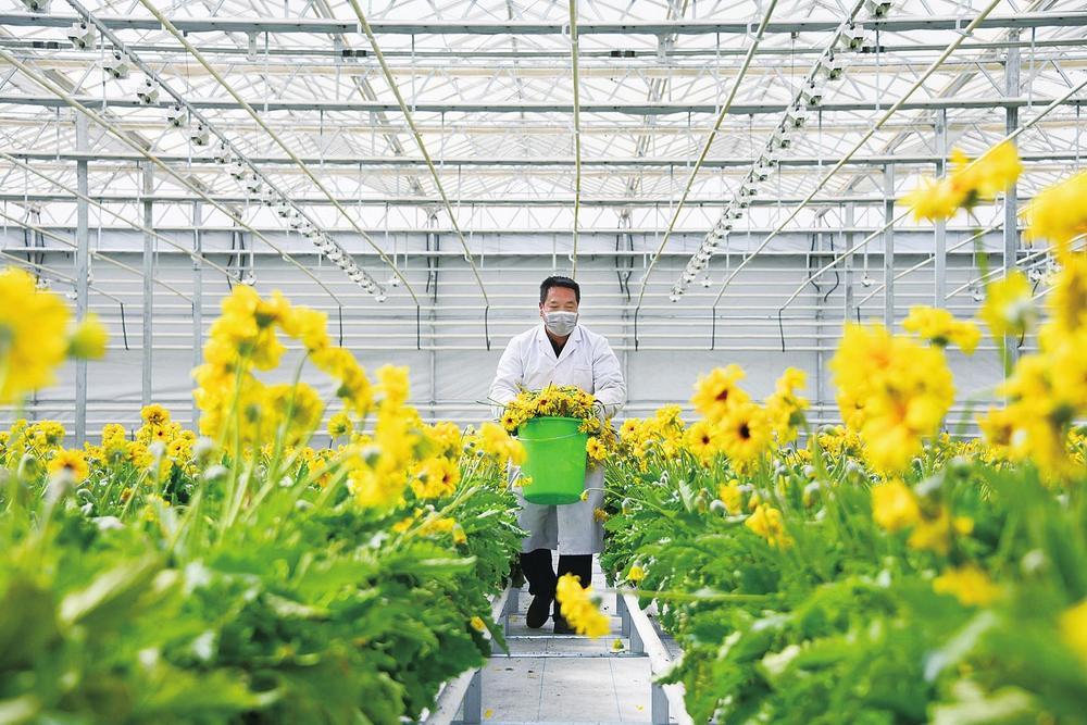 兰州新区现代农业示范园花卉产业基地通过“线上+线下”模式销售，让鲜切花销往全国。